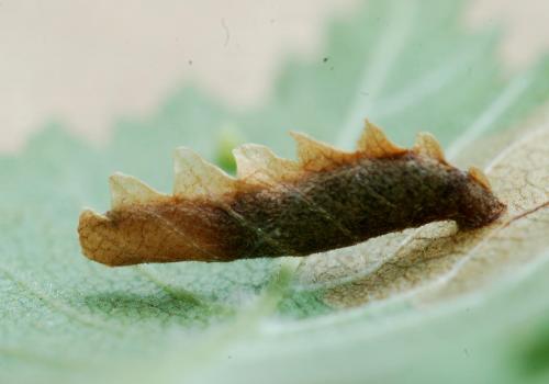 Réf. 288 576 : Coleophora limosipennella